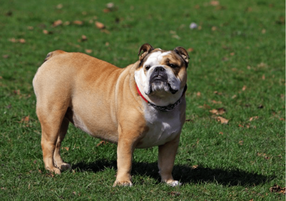 Canis lupus familiaris – Bulldog inglés
