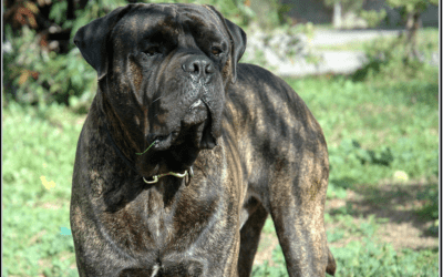 Bullmastiff