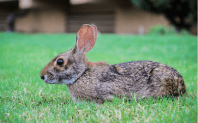 El Conejo