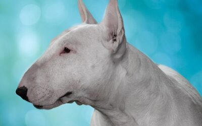 Bull Terrier