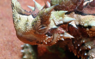 Diablo espinoso (Moloch horridus)