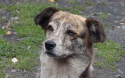 Perros mestizos (raza mixta o perro criollo)