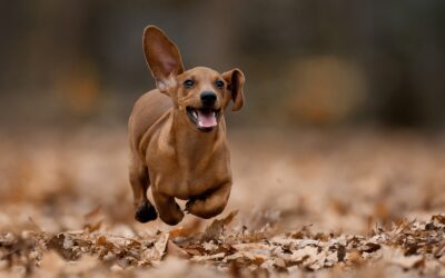 Dachshund, Teckel (perro salchicha)