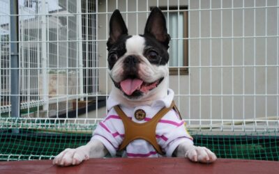 Boston Terrier