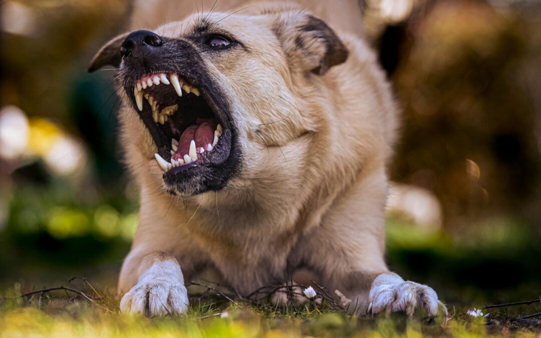 10 Razas de perros más agresivas y peligrosas del mundo