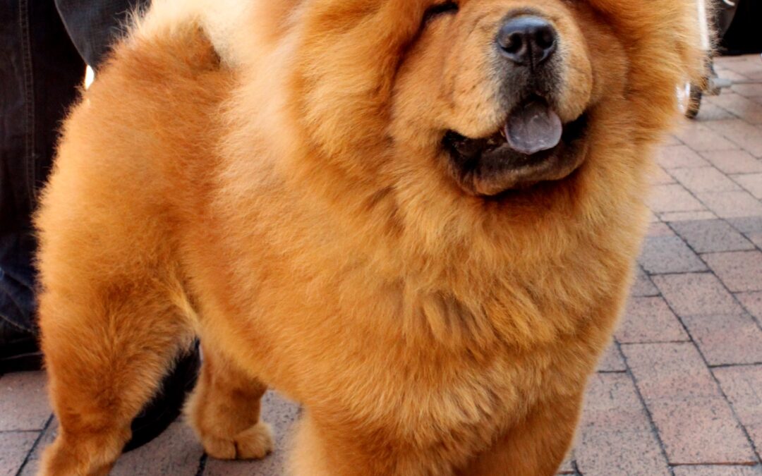 Chow Chow (de pelo duro)