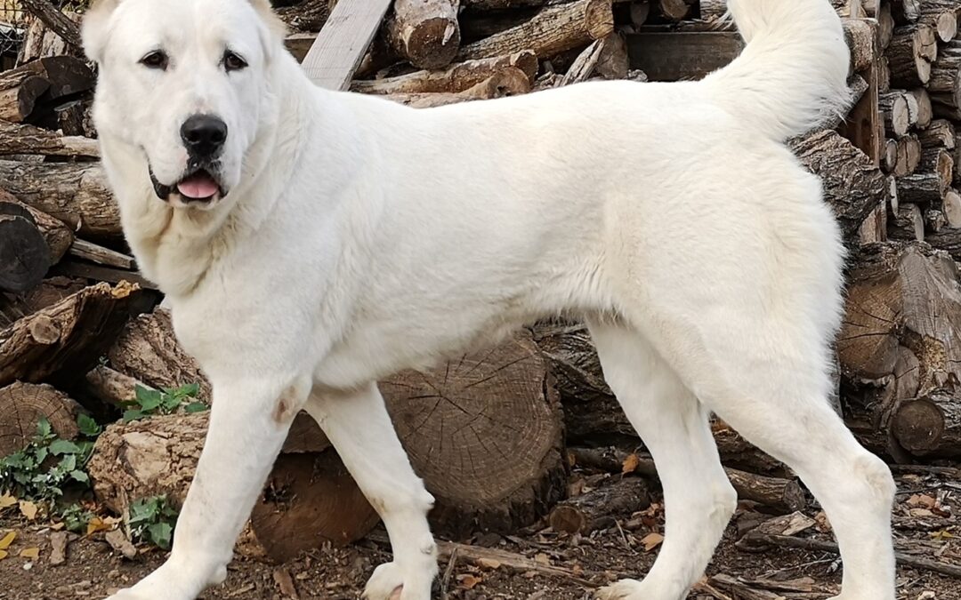 Perro Alabai o pastor de Asia Central