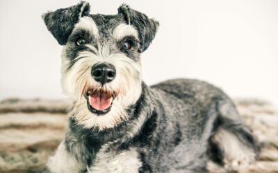 Schnauzer miniatura