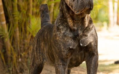 Razas de perros guardianes para el cuidado de tu familia