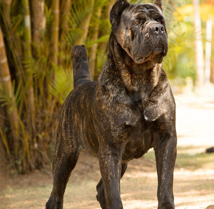 Razas de perros guardianes para el cuidado de tu familia